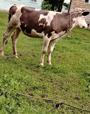 K/t heyvanları və malları: Dişi, il: >10, Damazlıq, Südlük, Ətlik, Ünvandan götürmə