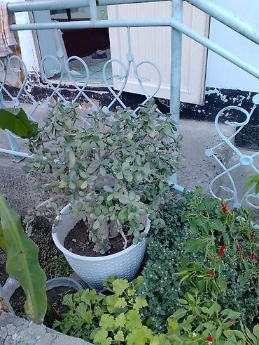 Бөлмө өсүмдүктөрү: Комнатные и уличные декоративные растения в горшках Ассортимент на — 2
