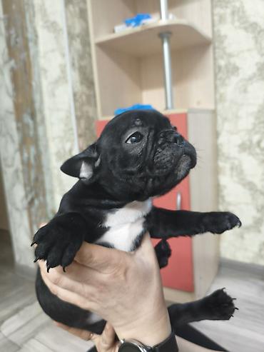 Продажа собак: Бульдог, 2 месяца, Самец, С прививкой at lalafo.kg — 8 Продажа собак: Бульдог, 2 месяца, Самец, С прививкой — 8