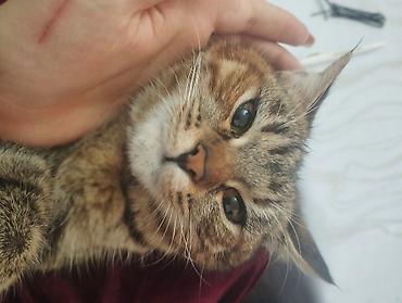 Отдам даром кошку: Кошка даром: Беспородная, Девочка — 1