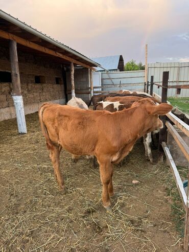 Коровы, быки: Продаю | Бык (самец) | Герефорд, Симментальская, Абердин-ангус | На откорм | Искусственник