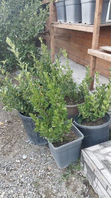 Bitkilər üçün dibçəklər: Taxta dekorativ çiçək qabları #dibçeklər # gül gablari #dibceklər — 6