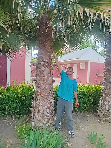 Ağaclar: Palma Vaşinqton . 3 metreden 8 9 metreye kimi 1 ədədi 400manatdan — 6