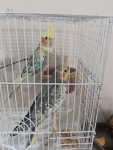 bulbul quşu satışı: Nimfalar (Cockatiel) cütü – qəfəs və aksesuarlarla - Növ: Nimfa — 2