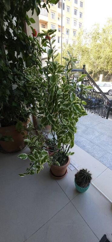 sultan daraq gulu: Bahalı güldür,böyükdür. 100 azn
