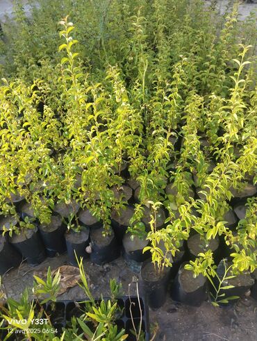 Ağaclar: Satılır: dekorativ bitkilər toplusu - Gül kolları (mini/çalı tipli) – — 14