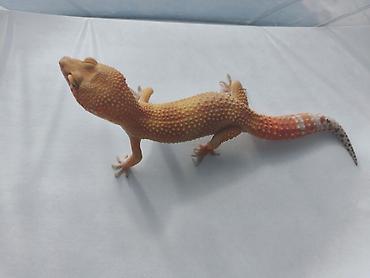 Зоотовары: Леопардовые гекконы (Eublepharis macularius) редких морф Элитный — 2