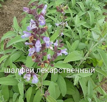 ананас цена: Продаю фейхоа 10 лет за 8000с. Розмарин, майоран, лаванда, шалфей — 4