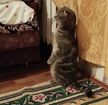 сиамская вислоухая кошка: Отдам даром кота, вислоухий, возраст 1,5 года. Кастрирован