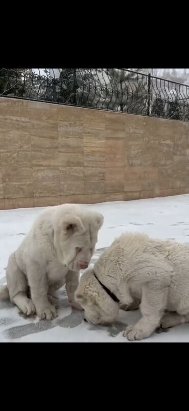 İtlər: Alabay — 7