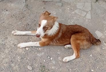 adamcıl it: Dişi — 1