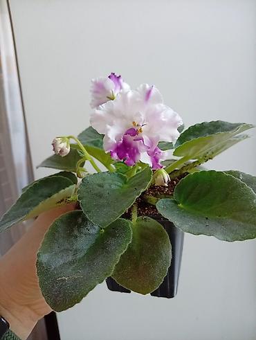 Фиалки и глоксинии: Продаю фиалки есть детки — 4