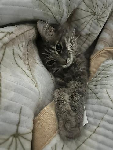 Отдам даром кошку: 1 год, Девочка, Приучена к лотку — 3