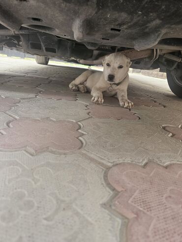 охотичий собака спаниель: 1,5 месяца алабай девочка