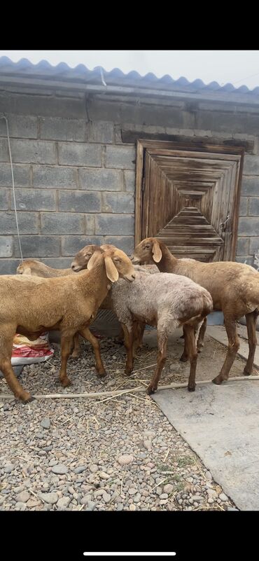 кой коз: Продаю | Овца (самка) | Арашан | Для разведения | Племенные, Ярка