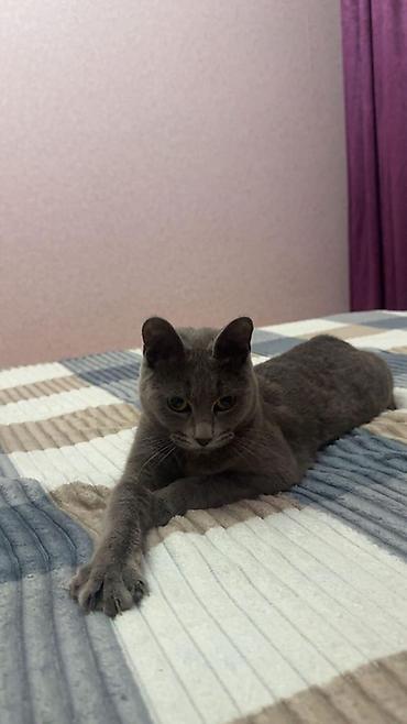 Кошки: Русская голубая — 1