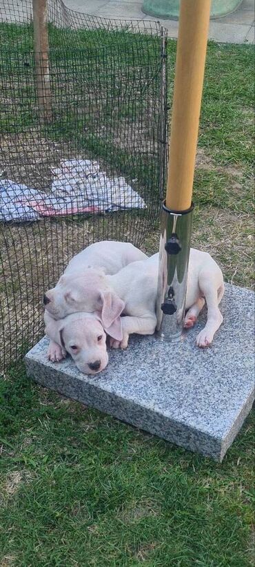 Psi: Na prodaju 9 prelepih štenaca DOGO ARGENTINO, 1 ima flekicu na oku i — 11