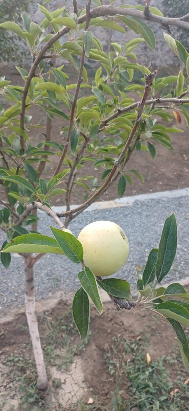 Bağ evlərinin satışı: Gəncə, 610 kv. m, 6 otaqlı, Hovuzsuz, Kanalizasiya -da lalafo.az — 6 Bağ evlərinin satışı: Gəncə, 610 kv. m, 6 otaqlı, Hovuzsuz, Kanalizasiya — 6