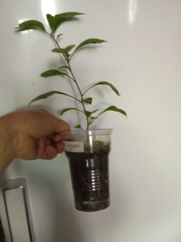 Садовые цветы и кустарники: Саженцы цветка — 5