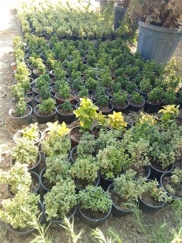 Çöl bitkiləri: Həmişə yaşıl — 27