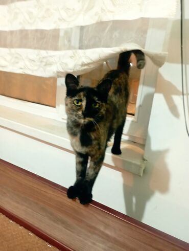 Коты: Трехсветный котенок приучен к лотку.игривый домашний ищет дом