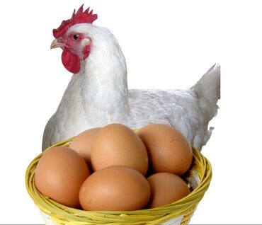 Молочные продукты и яйца: Яйца куриные 
Домашние и свежие 
Доставка в районе Глобус Токмок