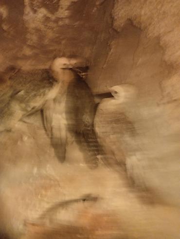 ov quşları: Tovuz quşu balası (paun cücəsi) - Növ: Tovuz quşu (peafowl) – gənc — 5