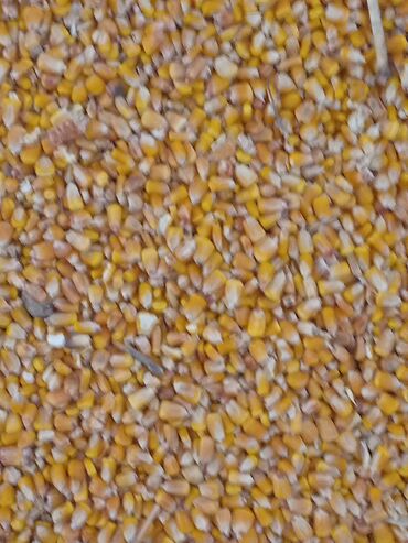 рушенная кукуруза: Жугору, кукуруза