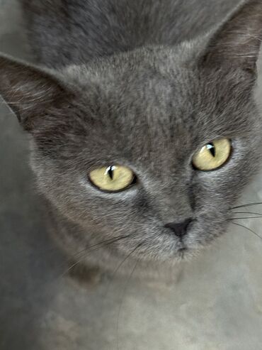 коты в оше: Кошка даром: Беспородная, 3 года, Девочка, Метис, Приучена к лотку, Проглистована