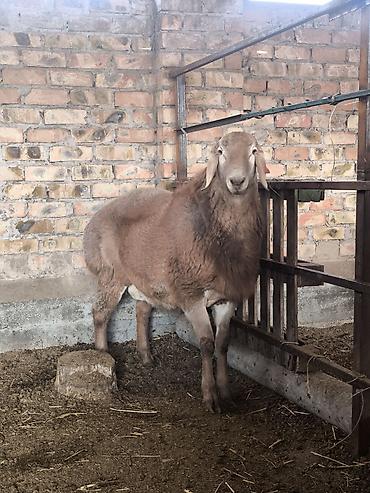 Баран, овца: Продаю | Ягненок, Баран (самец) | Арашан | Для разведения | Племенные — 5