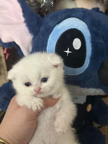 Pişiklər: Şotland — 1