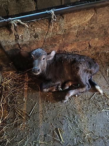 bala it: 3 cu balasidi. 20 gundu dogub super balasi var sekilde gorunur — 4