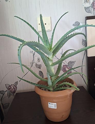Ev və bağ: Otaq bitkiləri – Sansevieria (Qaynanadili) və Variegatlı Euphorbia — 7