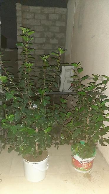 yonca tumu: Qırmızı hibiskus (Çin qızılgülü) dibçək bitkisi Salam 070 858 70 85 — 2