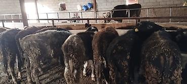 Коровы, быки: Продаю | Бык (самец) | На откорм | Искусственник — 6