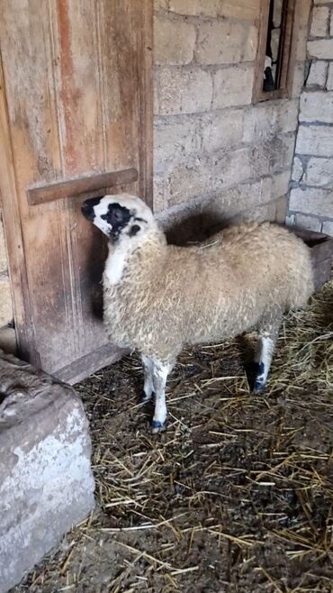Qoyunlar, qoçlar: Qoyun. Toğlu Bu toğlu Dizi gözü qara sağlam damazliqa yararli sakit ev — 4