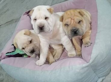 Psi: USREĆITE NEKOGA Prelepi kučići kineske rase ŠAR pei u ponudi 1 ženka i — 4