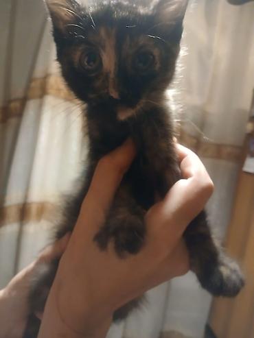 2 месяца, Девочка, Приучена к лотку