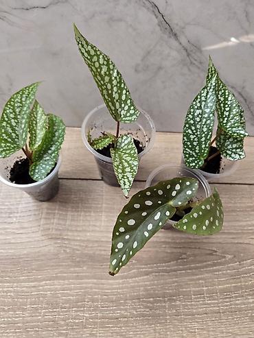 Филодендроны: Сциндапсусы,сансевиерии,сингониум Ред спот,сингиниум пинк бьюти — 5