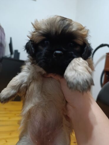 İtlər: Pekines, 1 ay, Dişi, Peyvəndli, Pulsuz çatdırılma