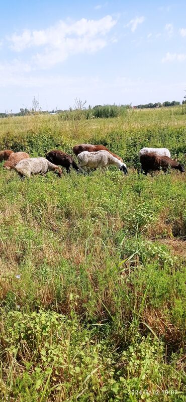 продам ягнят романовской породы: Продаю | Овца (самка), Ягненок | Для разведения | Ярка