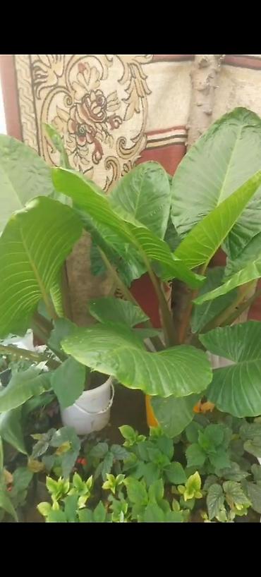 epimedium bitkisi satisi: Böyük yarpaqlı dekorativ otaq/bağ bitkisi – Alokaziya (Elephant Ear) — 4