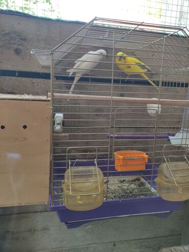 Tutuquşları: Quslar tek tek 12 Azn cutter 30 Azn alti balali cut 50 Azn — 6