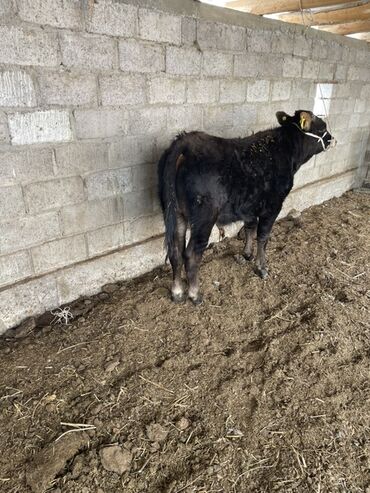 оборудование для корма: Сатам | Бука (эркек) | Бордоп семиртүү үчүн | Байланган