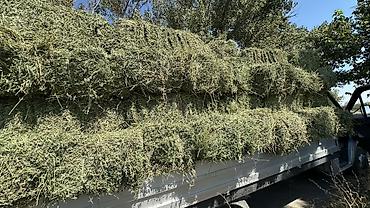 кукуруза сладкий: Сено люцерновое в тюках - Кормовое сено из люцерны, прессованное в — 3