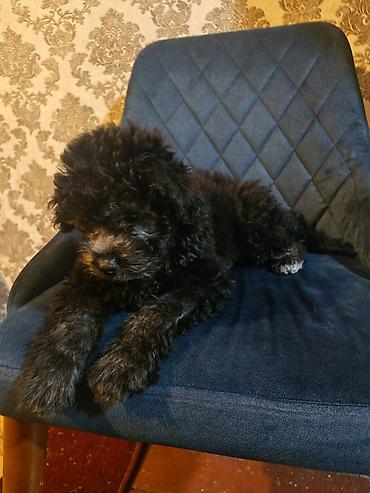 pitbull az: Pudel, 3 ay, Erkək, Ödənişli çatdırılma — 2