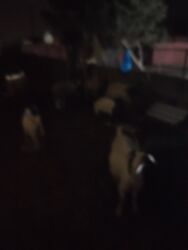 Keçi, çəpiş: Məhsul: Qoyun-keçi təsərrüfatı üçün keçilər Təsvir: - Şəkillərdə uzun — 11