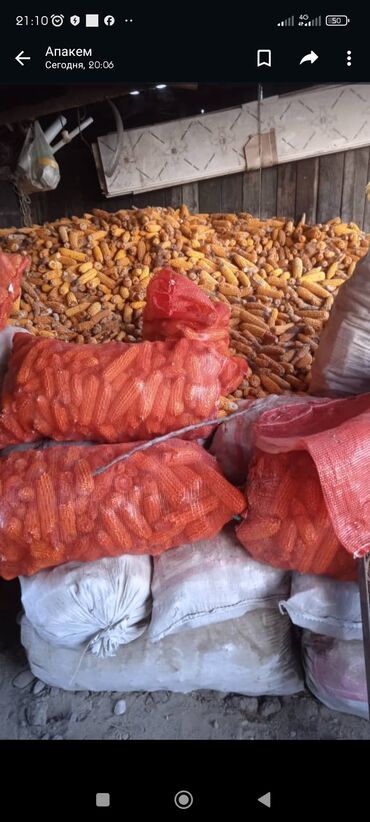 газонная трава цена за 1 кг бишкек: Семена и саженцы