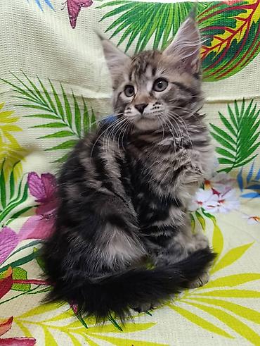 Животные: Мейн-Куны🥰. Предлагаются Шикарные котики от элитных, титулованных — 8
