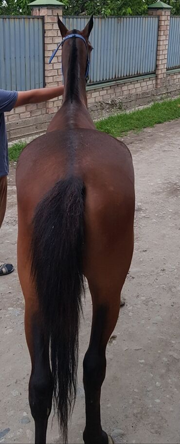 лошадь кыргызстан: Продаю | Кобыла (самка) | Английская | Для разведения, Конный спорт